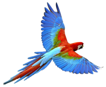 Flying-Parrot-PNG-Transparent-Image