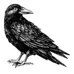 raven