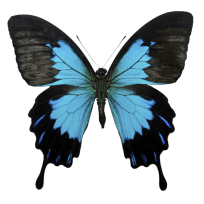 butterfly